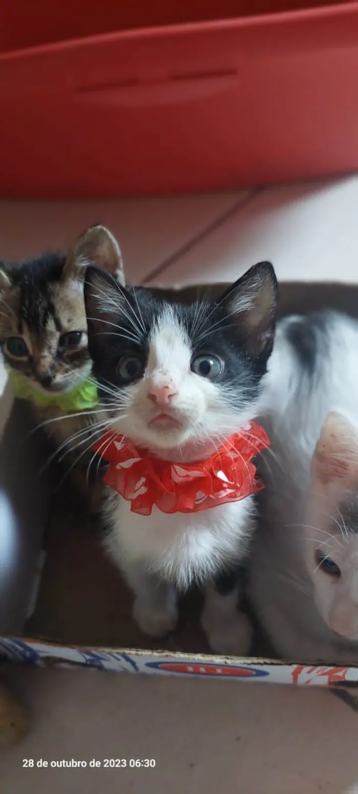 Gato ra a  idade 2 a 6 meses nome Filhotes Eliana