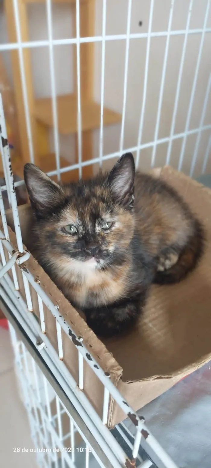 Gato ra a  idade 2 a 6 meses nome Filhotes Eliana