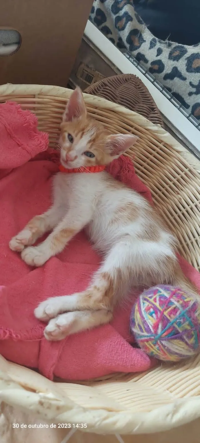 Gato ra a  idade 2 a 6 meses nome Filhotes Eliana