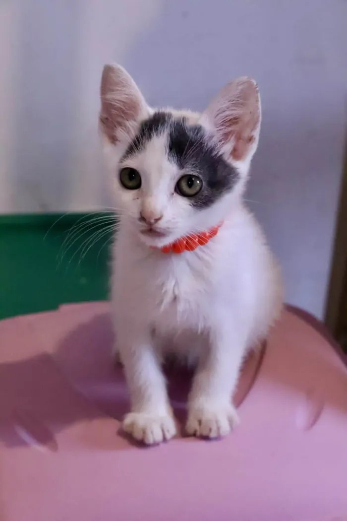 Gato ra a  idade 2 a 6 meses nome Filhotes Eliana