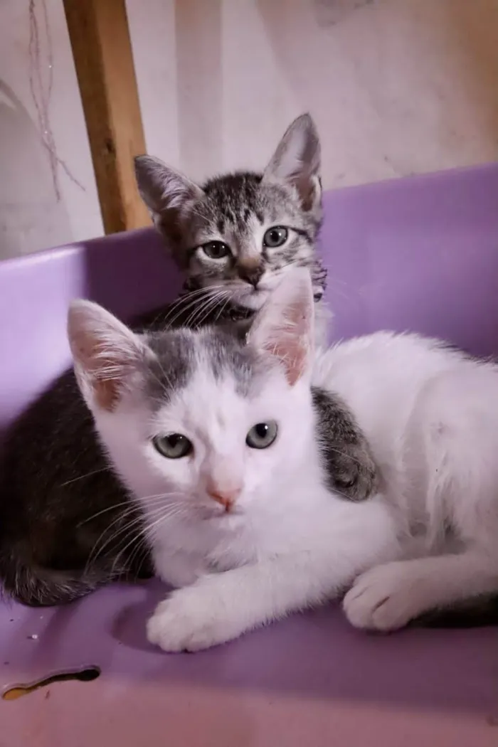 Gato ra a  idade 2 a 6 meses nome Filhotes Eliana
