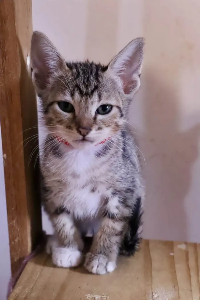 Gato ra a  idade 2 a 6 meses nome Filhotes Eliana