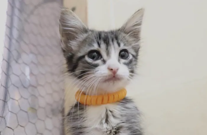 Gato ra a  idade 2 a 6 meses nome Filhotes Eliana