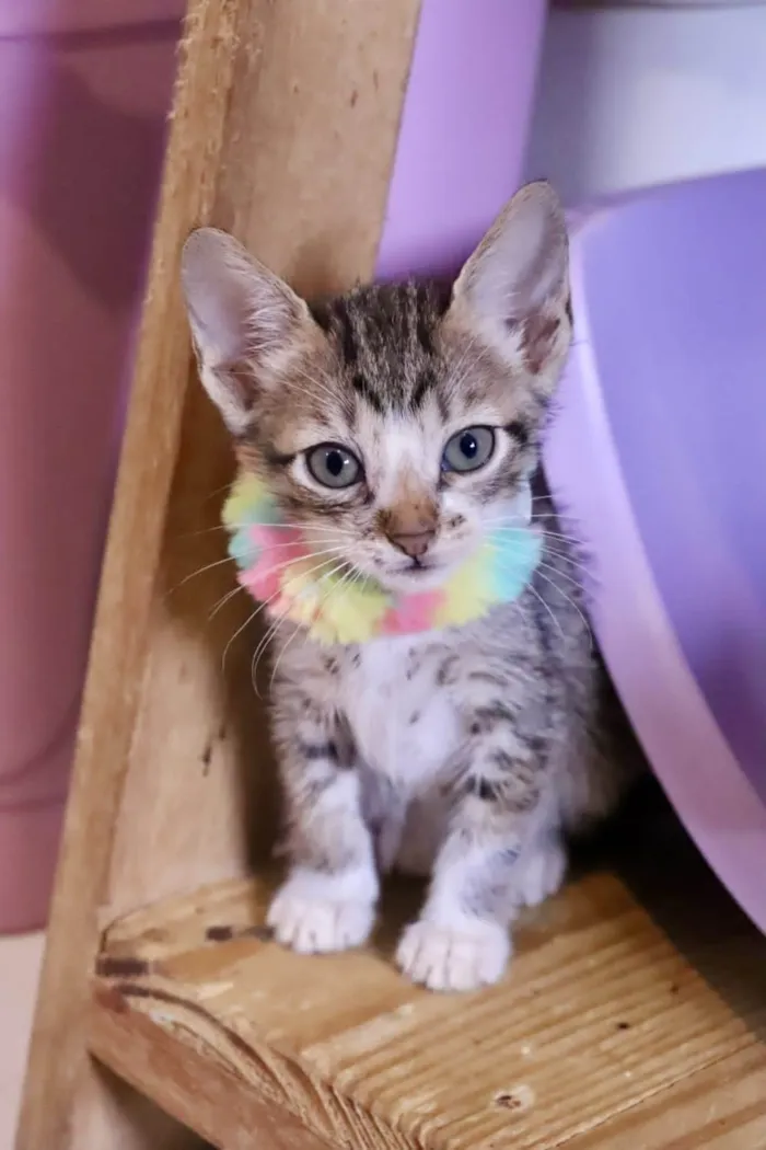 Gato ra a  idade 2 a 6 meses nome Filhotes Eliana