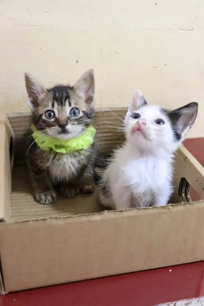 Gato ra a  idade 2 a 6 meses nome Filhotes Eliana