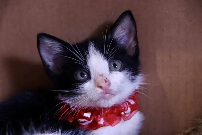Gato ra a  idade 2 a 6 meses nome Filhotes Eliana