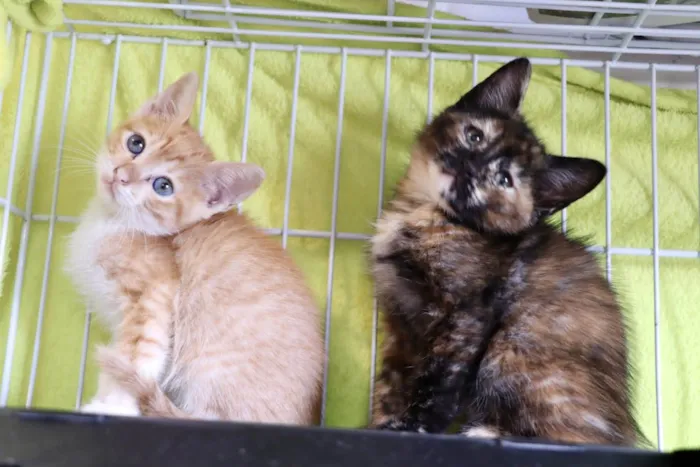 Gato ra a  idade 2 a 6 meses nome Filhotes Eliana