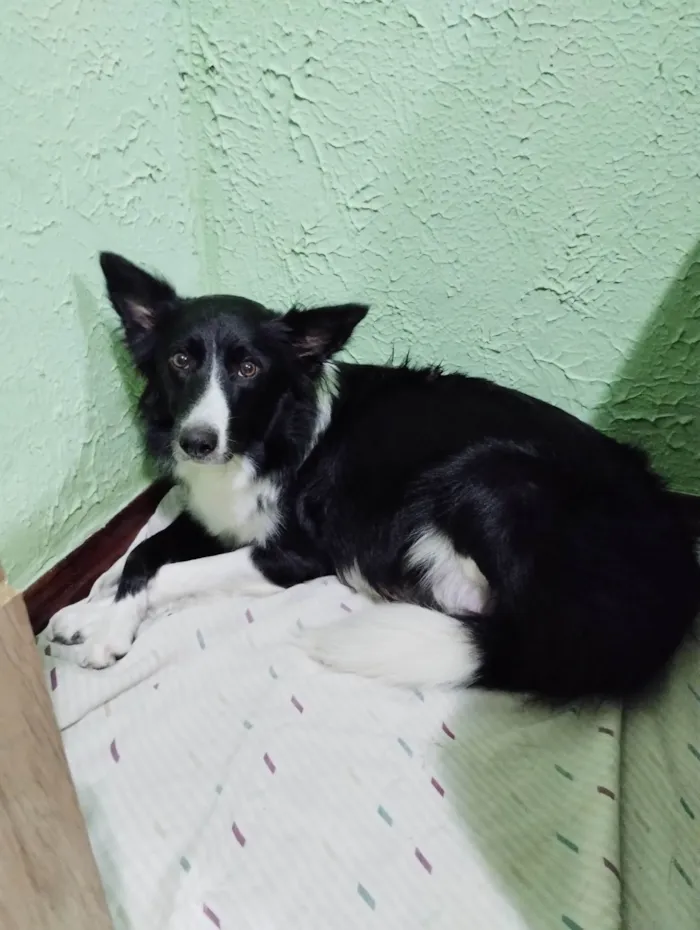 Cachorro ra a Border Collie  idade 7 a 11 meses nome Dobby