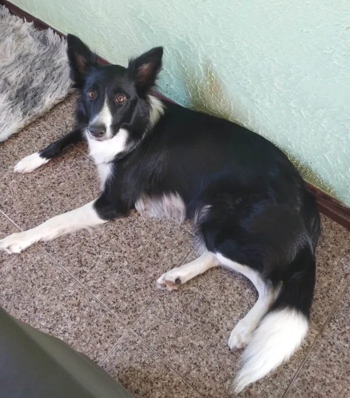 Cachorro ra a Border Collie  idade 7 a 11 meses nome Dobby