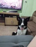 Dobby