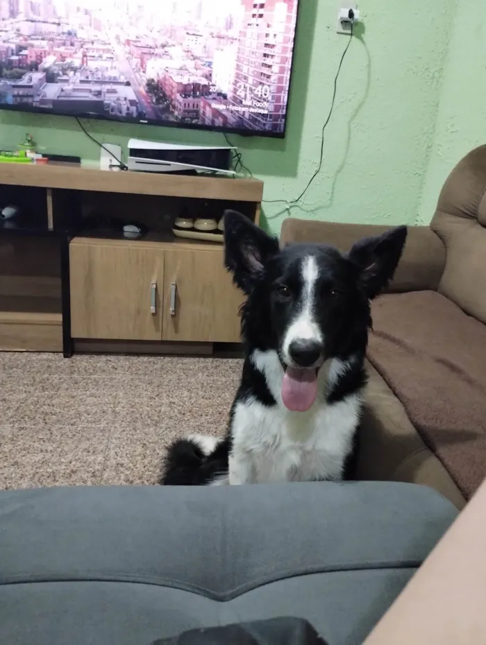 Cachorro ra a Border Collie  idade 7 a 11 meses nome Dobby