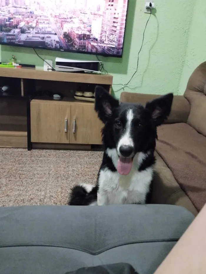 Cachorro ra a Border Collie  idade 7 a 11 meses nome Dobby