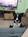 Dobby