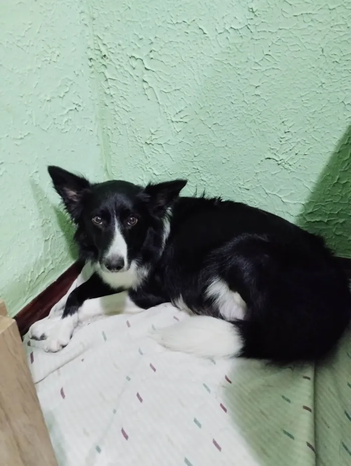 Cachorro ra a Border Collie  idade 7 a 11 meses nome Dobby