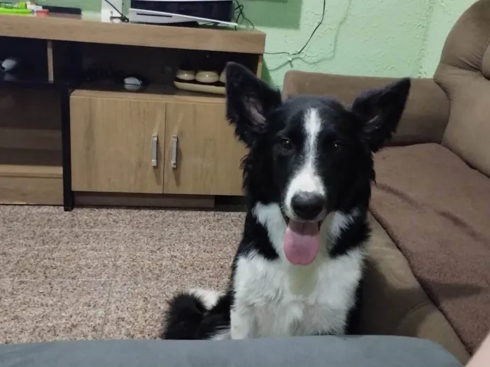 Cachorro ra a Border Collie  idade 7 a 11 meses nome Dobby