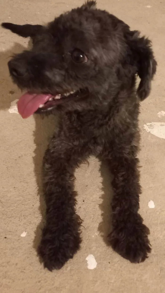 Cachorro ra a Poodle  idade 2 anos nome Dundum 