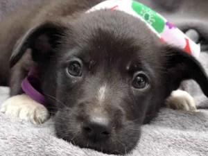 Cachorro raça SRD-ViraLata idade 2 a 6 meses nome Luigi
