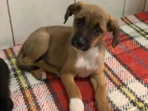 Cachorro raça SRD-ViraLata idade 2 a 6 meses nome Vitória