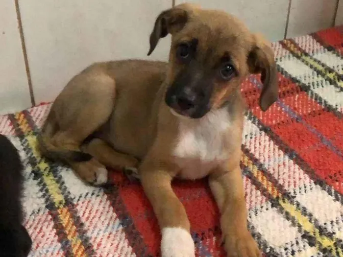 Cachorro ra a SRD-ViraLata idade 2 a 6 meses nome Vitória