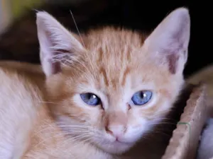 Gato raça  idade 2 a 6 meses nome Filhotes Eliana
