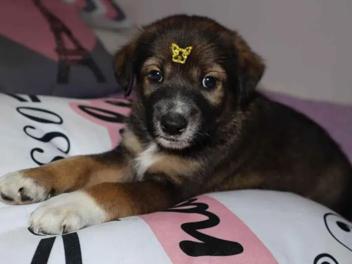 Cachorro ra a Srd idade Abaixo de 2 meses nome Kenay