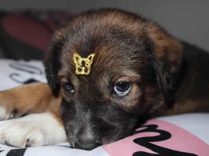 Cachorro ra a Srd idade Abaixo de 2 meses nome Kenay