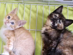 Gato raça  idade 2 a 6 meses nome Filhotes Eliana