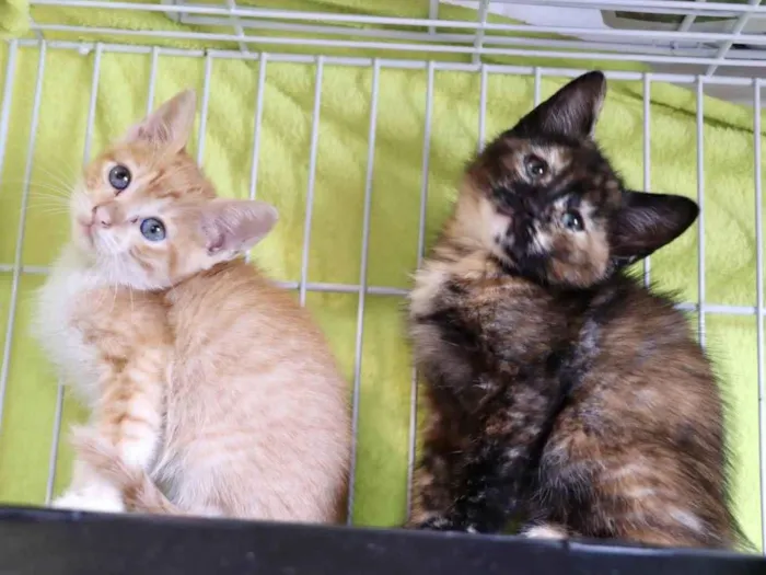 Gato ra a  idade 2 a 6 meses nome Filhotes Eliana