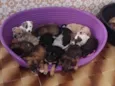 Bebês 
