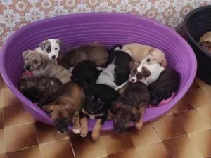 Cachorro raça SRD-ViraLata idade 2 a 6 meses nome Bebês 