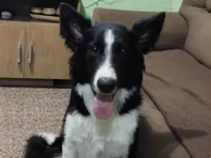 Cachorro raça Border Collie  idade 7 a 11 meses nome Dobby
