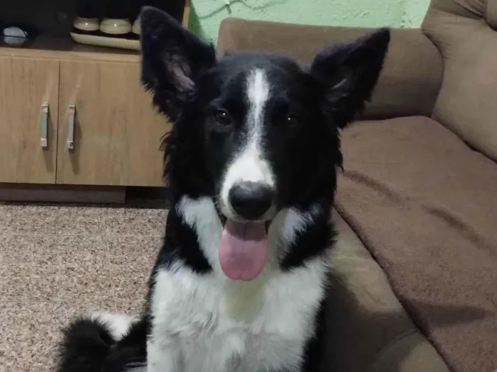 Cachorro ra a Border Collie  idade 7 a 11 meses nome Dobby