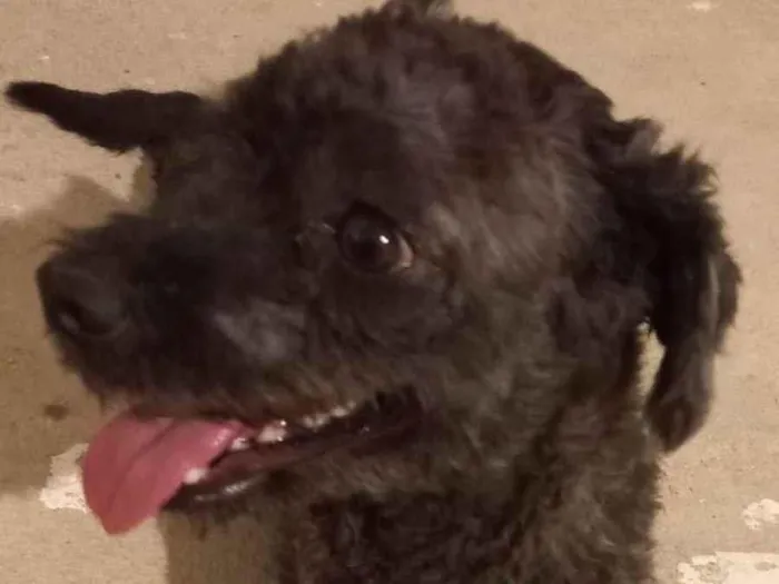 Cachorro ra a Poodle  idade 2 anos nome Dundum 