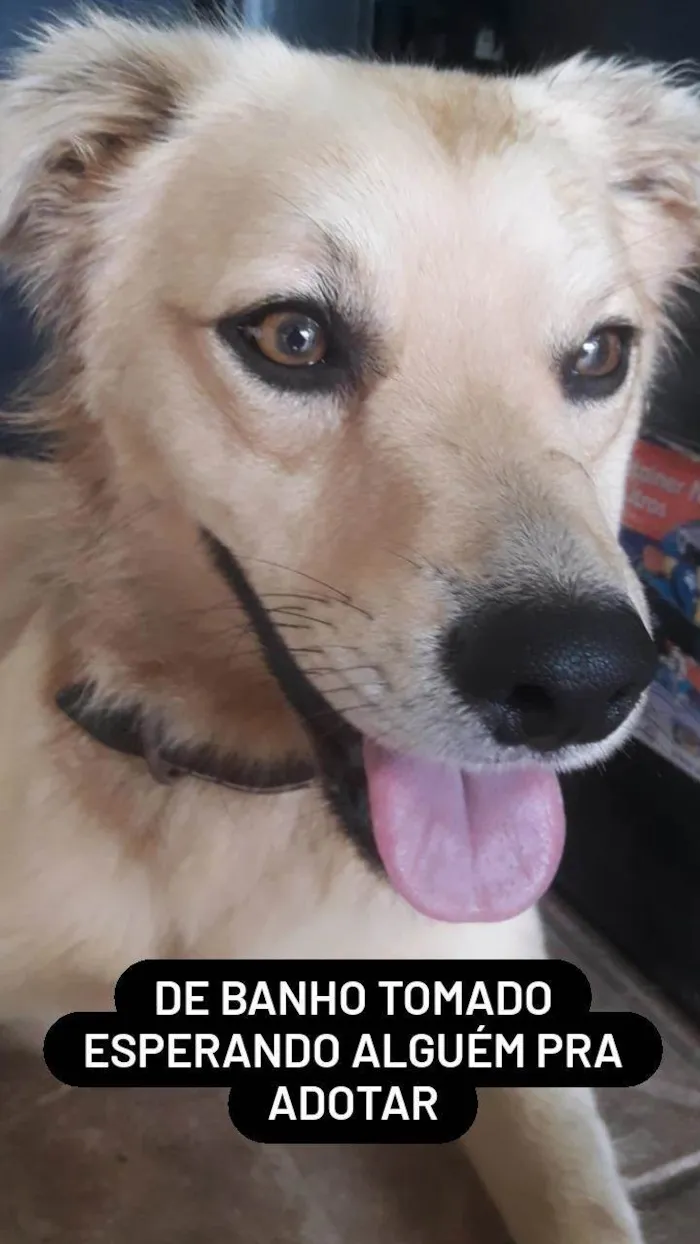 Cachorro ra a SRD-ViraLata idade 1 ano nome Caramelo