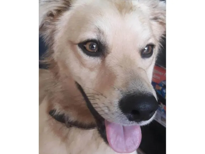 Cachorro ra a SRD-ViraLata idade 1 ano nome Caramelo