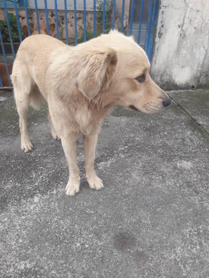 Cachorro ra a SRD-ViraLata idade 1 ano nome Caramelo