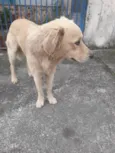 Caramelo
