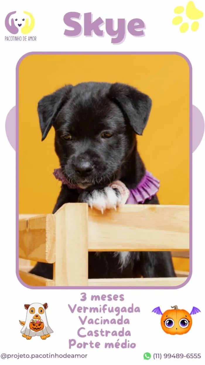 Cachorro ra a SRD-ViraLata idade 2 a 6 meses nome Skye