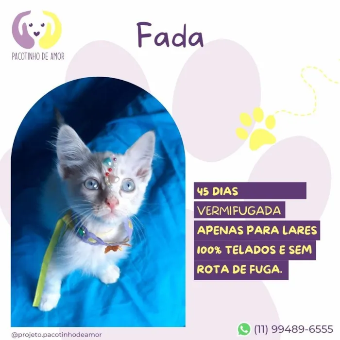 Gato ra a SRD-ViraLata idade 2 a 6 meses nome Fada