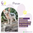 Peter
