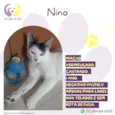Nino