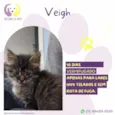 Veigh