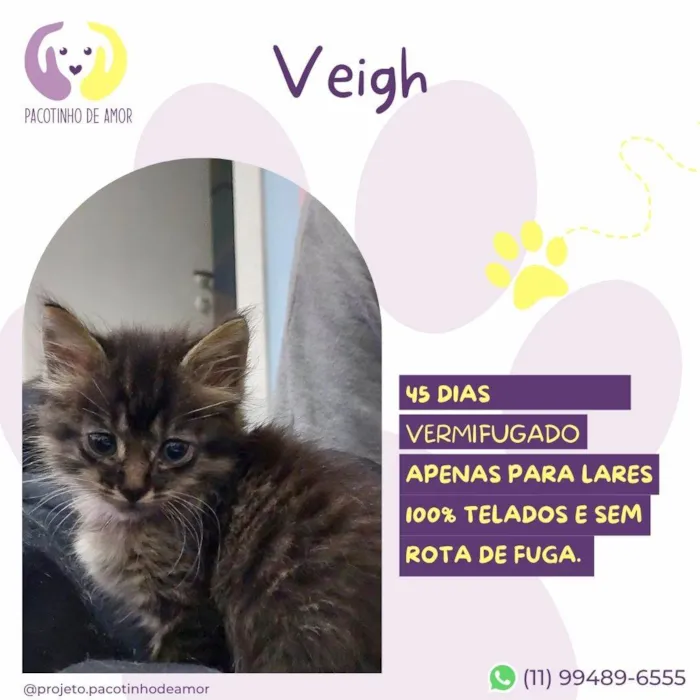 Gato ra a SRD-ViraLata idade 2 a 6 meses nome Veigh