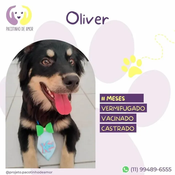 Cachorro ra a SRD-ViraLata idade 7 a 11 meses nome Oliver
