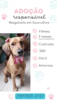 Lola