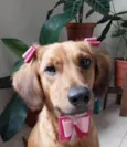 Lola