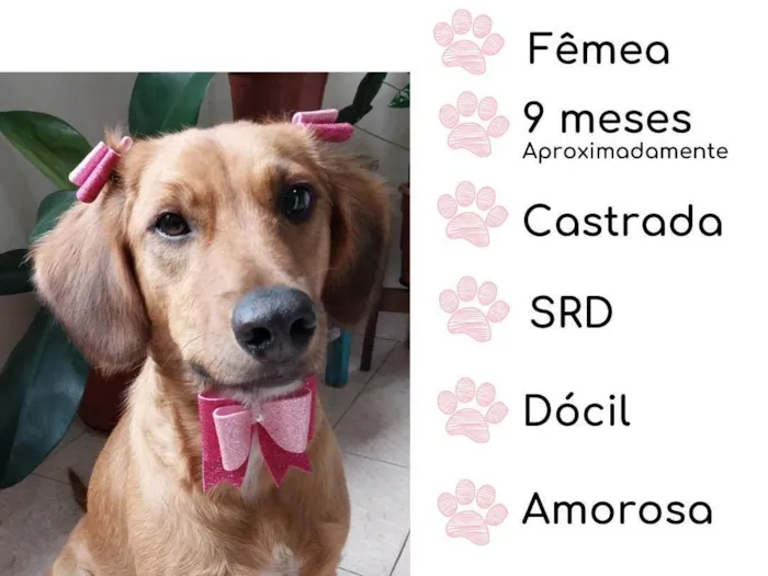 Cachorro ra a SRD idade 1 ano nome Lola