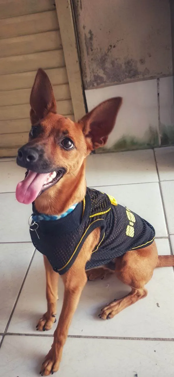 Cachorro ra a SRD-ViraLata idade 1 ano nome Bobby