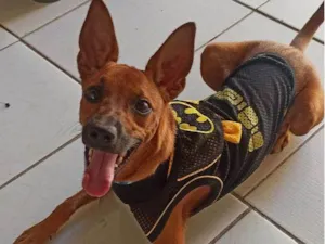 Cachorro raça SRD-ViraLata idade 1 ano nome Bobby