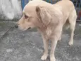 Caramelo